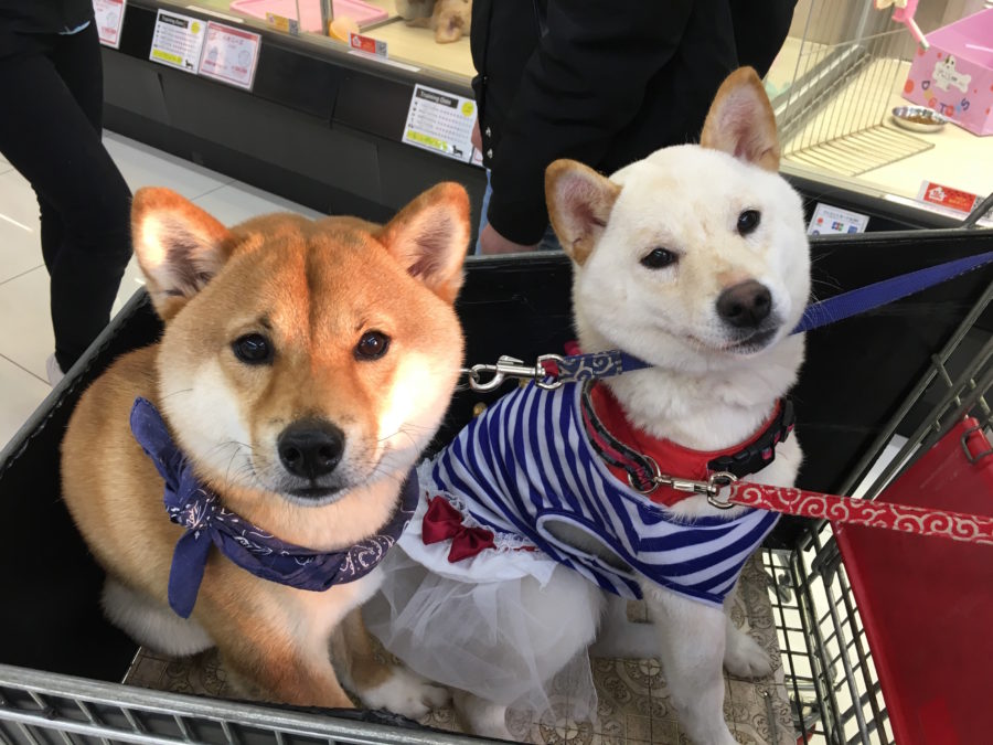 柴犬コレクション◇キリッとした表情◇ | ペットショップスタッフがレビュー！：大倉山店の柴犬マニアが柴犬の魅力を紹介！