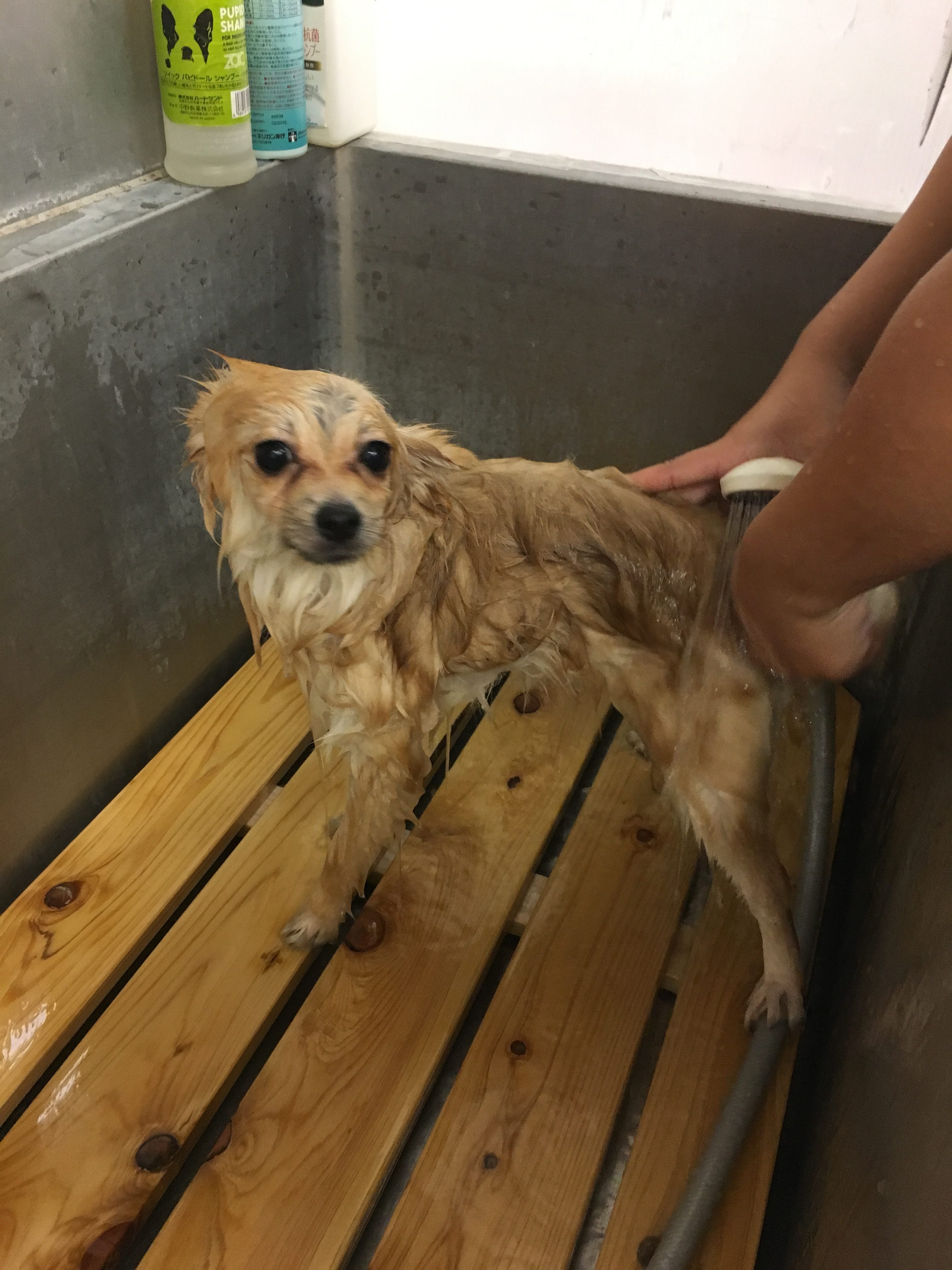 ポメラニアン（6130454）のボリューミーな被毛 - マルワン大倉山店