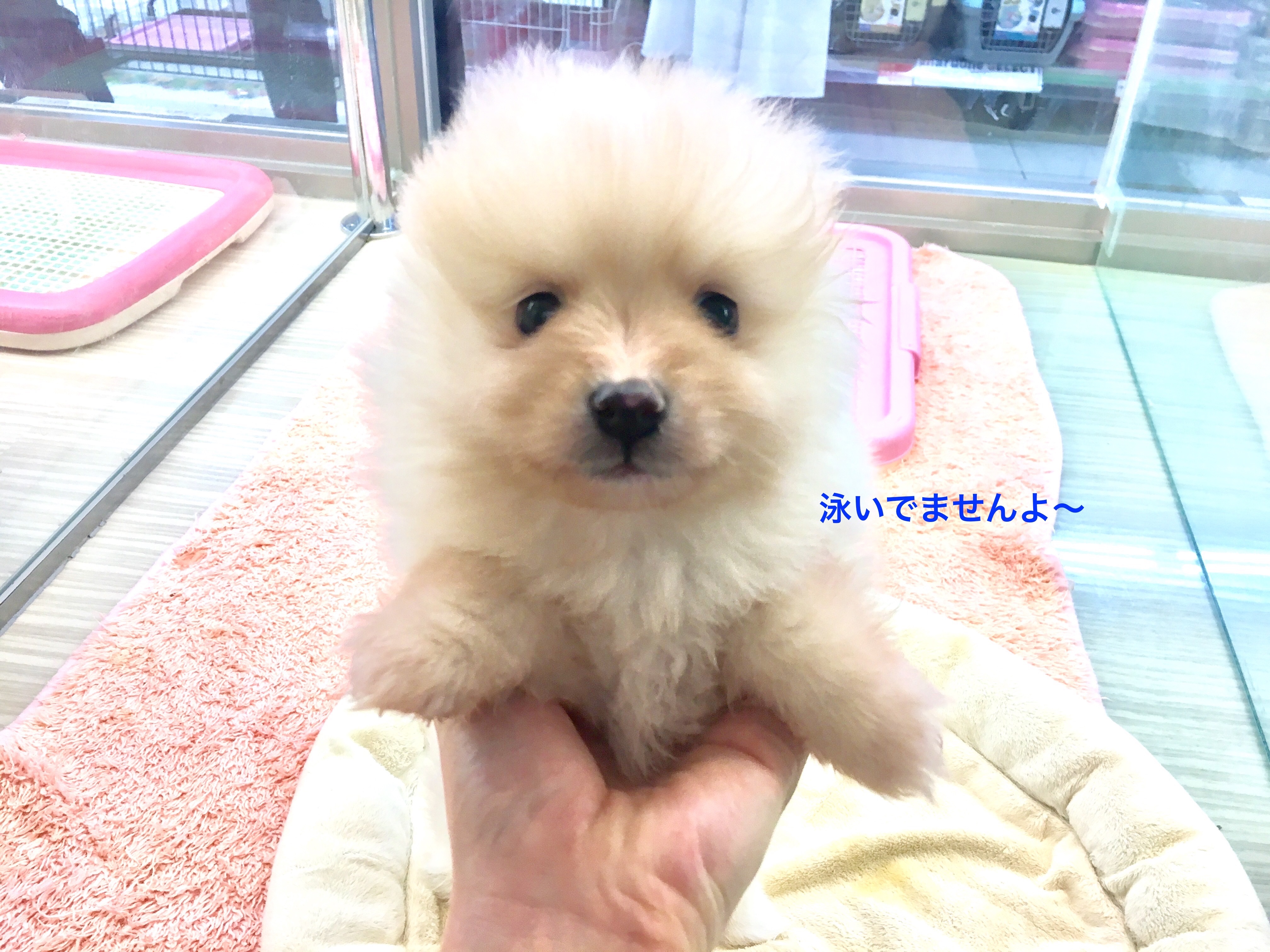 ポメラニアン スイムスイムポーズ | マルワン大倉山店