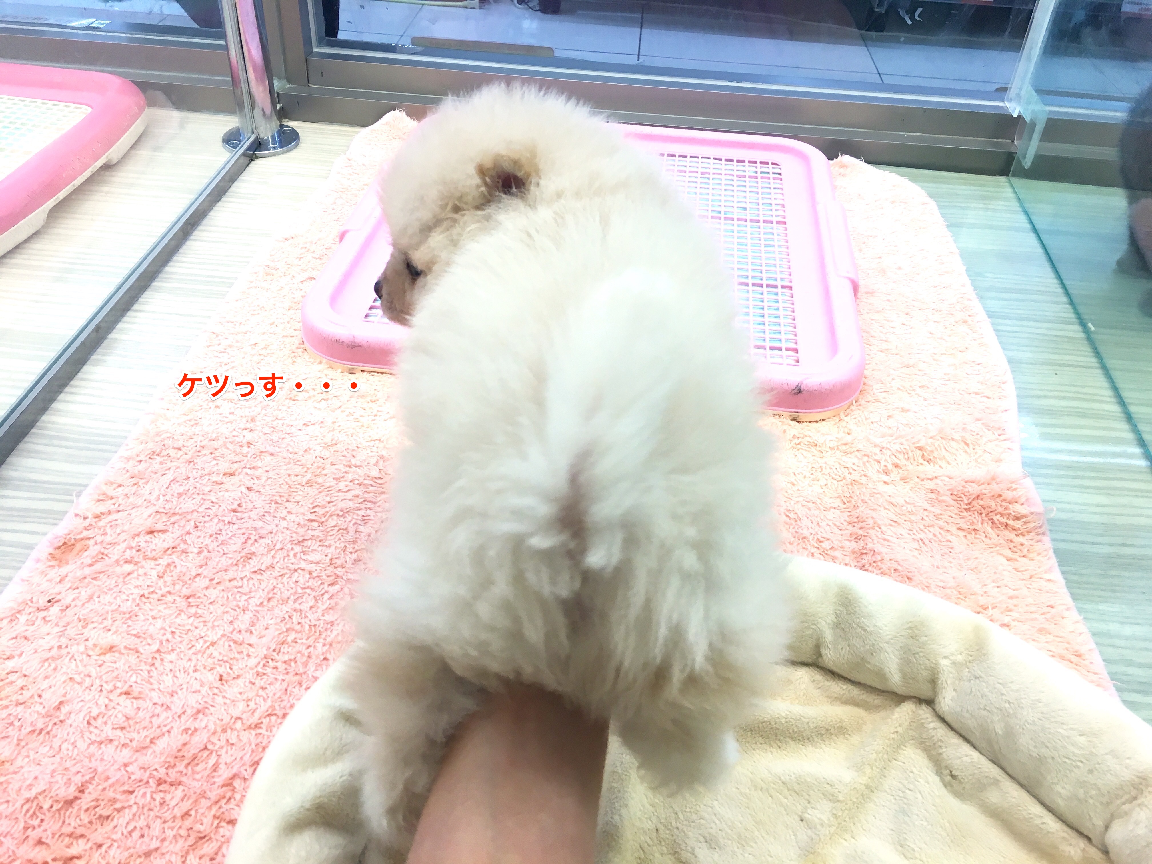 ポメラニアン バックショット | マルワン大倉山店