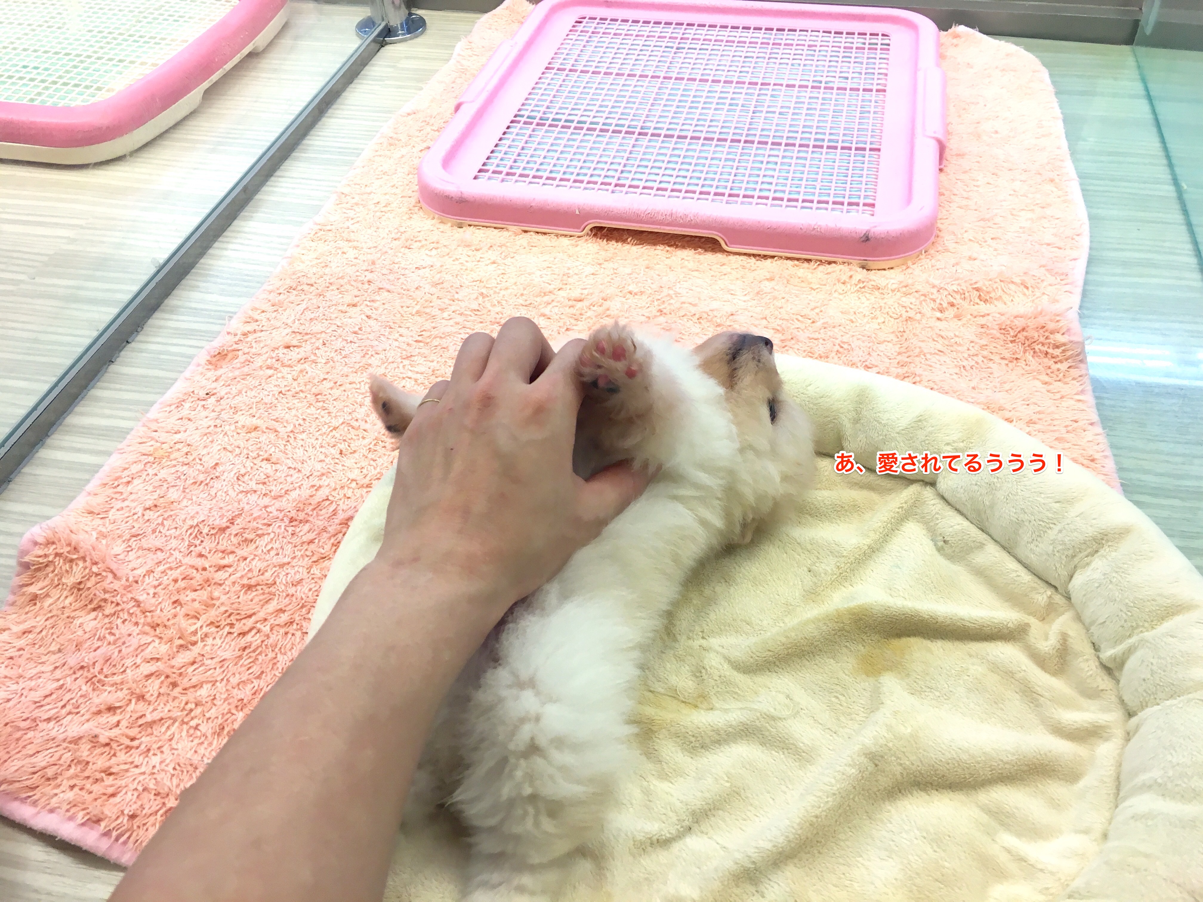 ポメラニアン こちょこちょ | マルワン大倉山店