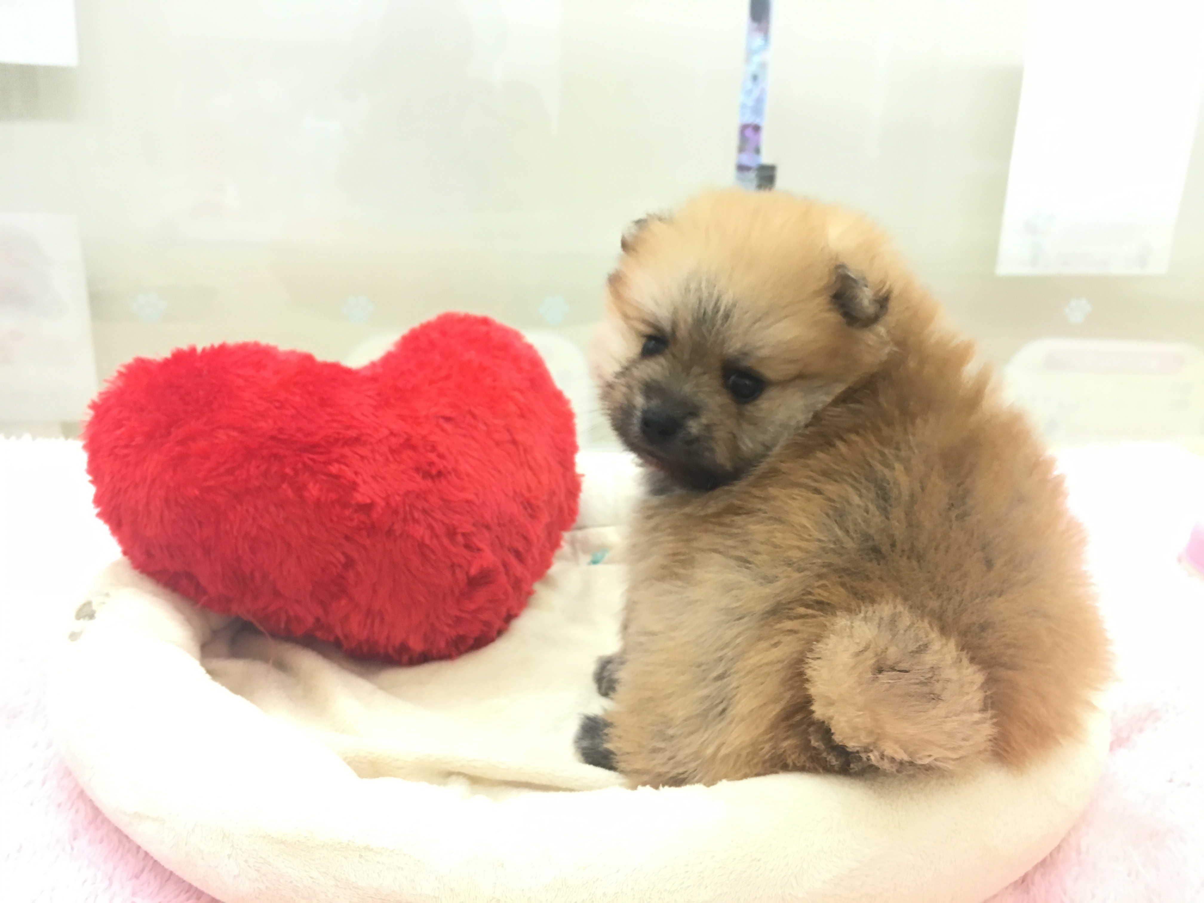 ポメラニアン（6130454）生後60日の写真 - マルワン大倉山店