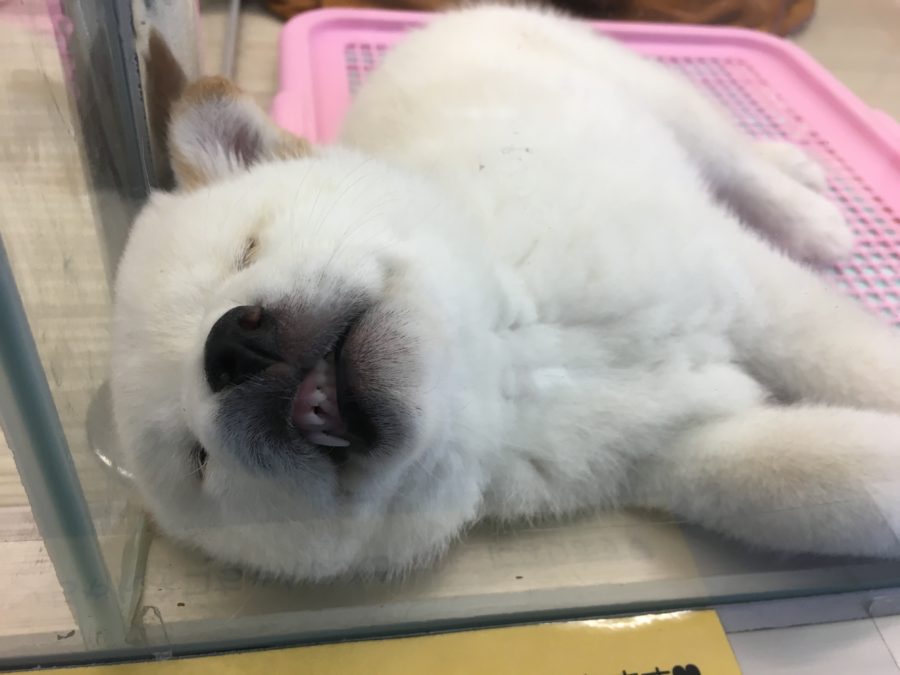 柴犬コレクション◇寝顔ぶちゃ◇ | ペットショップスタッフがレビュー！：大倉山店の柴犬マニアが柴犬の魅力を紹介！