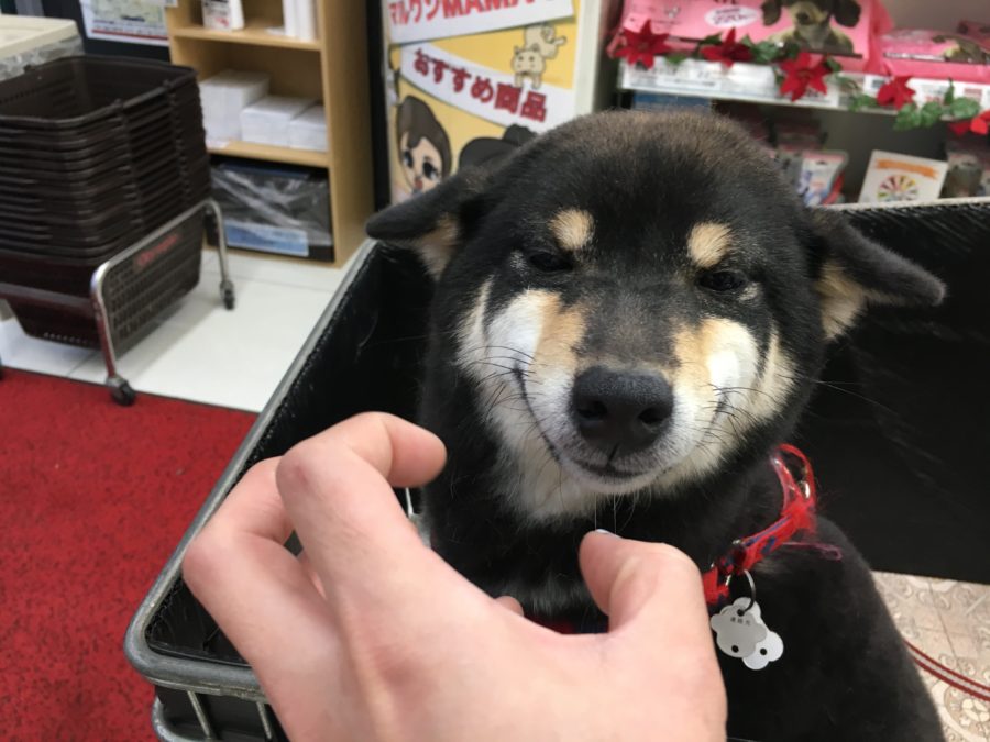 柴犬コレクション◇笑う柴ちゃん◇ | ペットショップスタッフがレビュー！：大倉山店の柴犬マニアが柴犬の魅力を紹介！