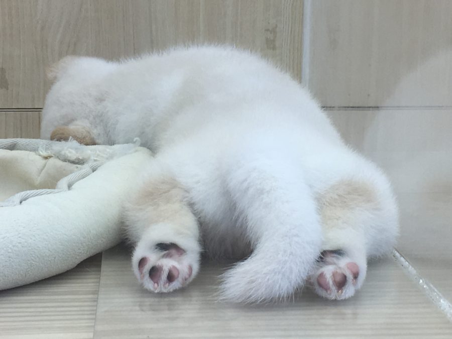 尻尾の形にも個性があるんです!! | ペットショップスタッフがレビュー！：大倉山店の柴犬マニアが柴犬の魅力を紹介！