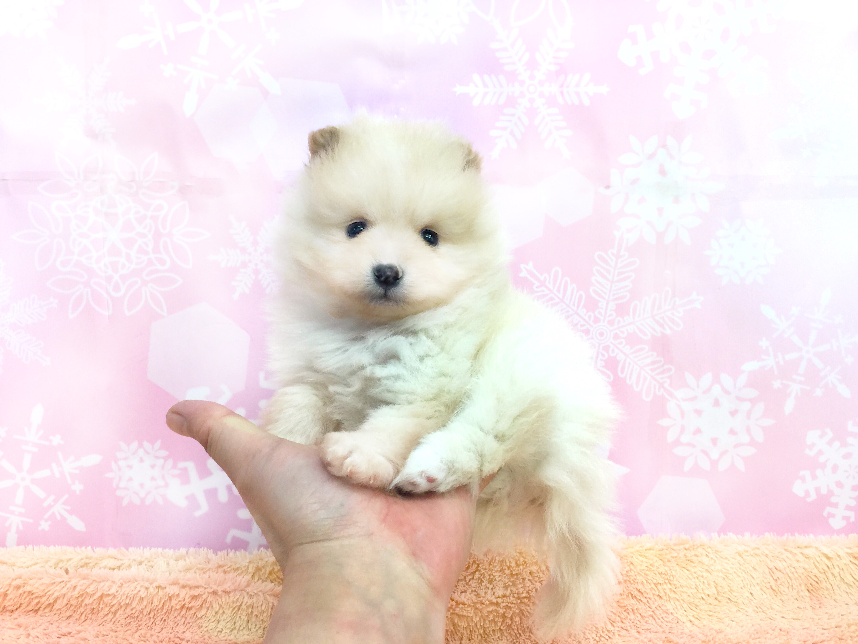 ポメラニアン | マルワン大倉山店