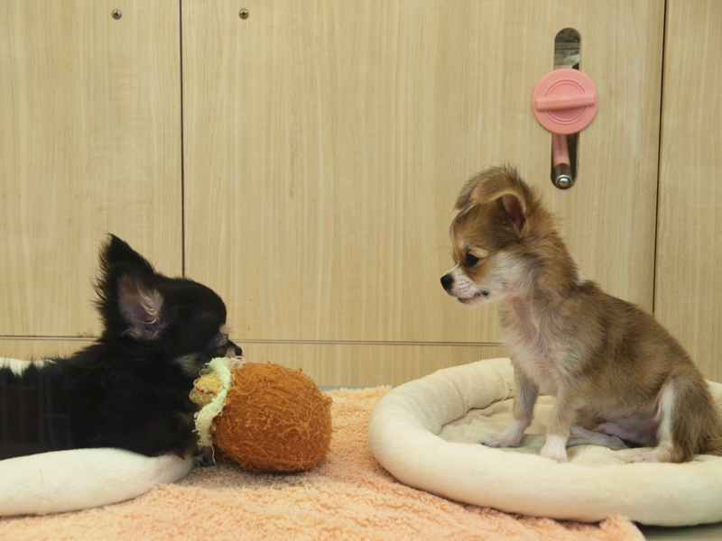 仲良しチワワ トレーニング - マルワン大倉山店