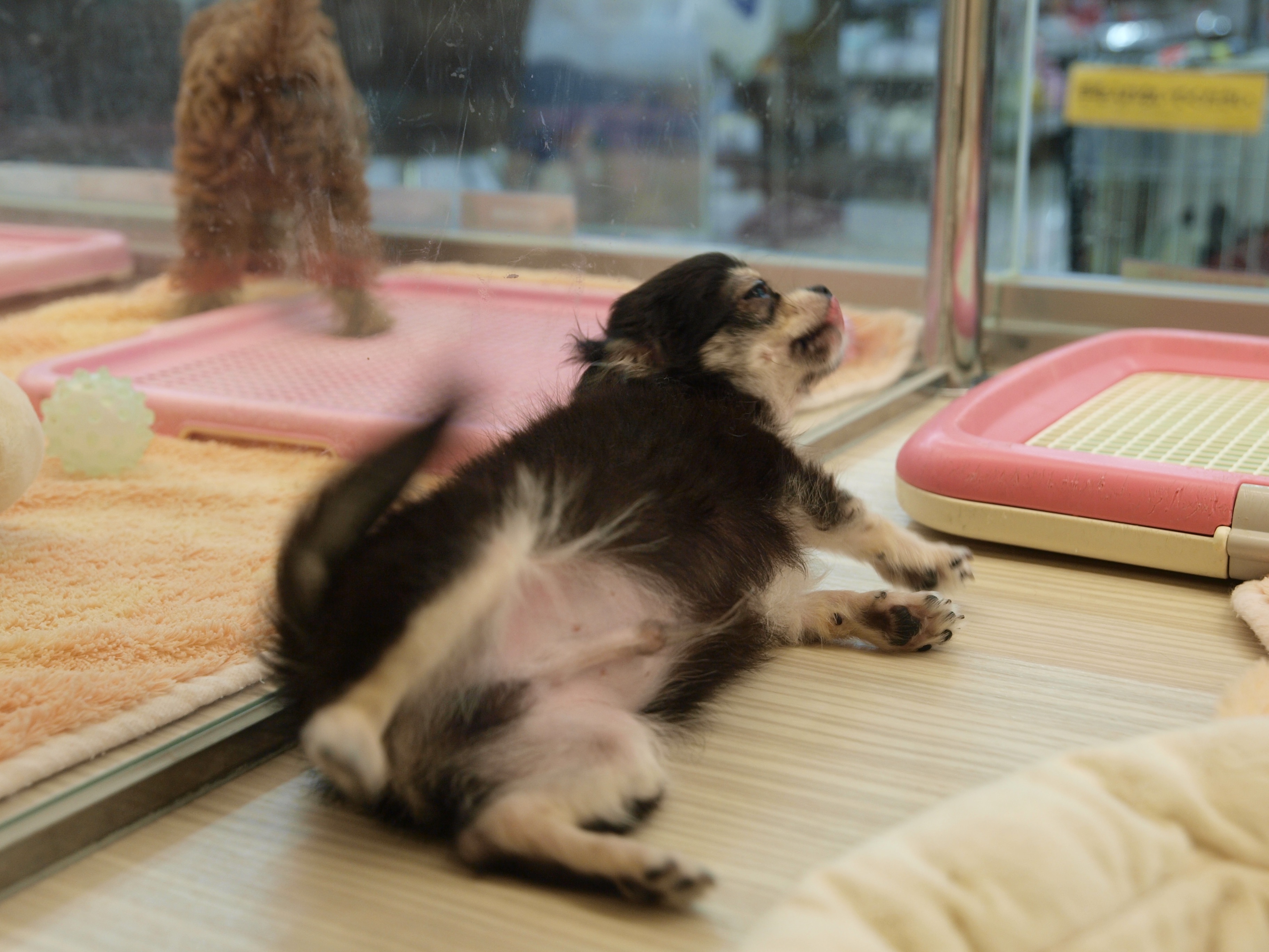 お尻を見せるチワワ その２ - マルワン大倉山店