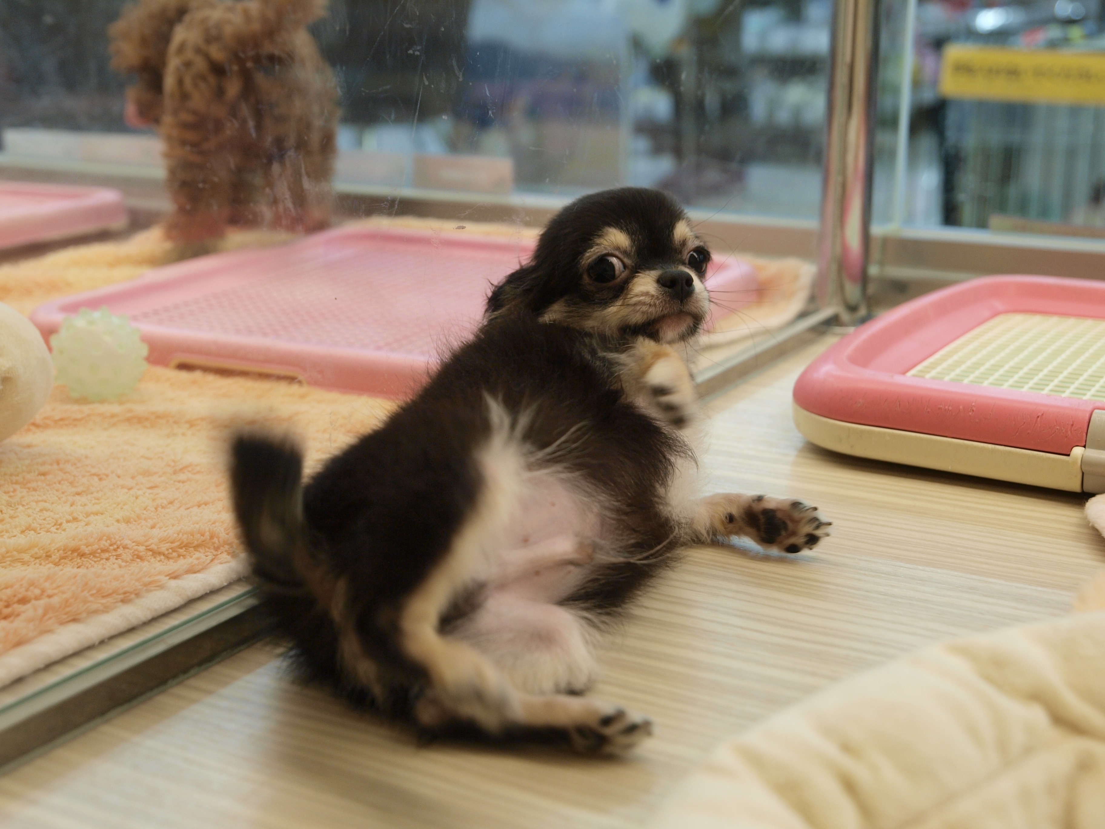 お尻を見せるチワワ - マルワン大倉山店