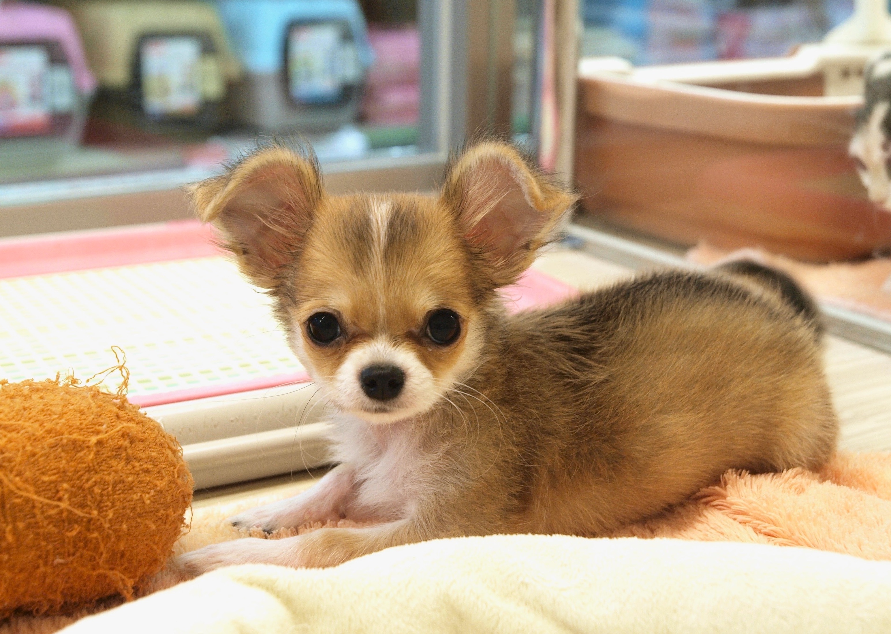 仲良しチワワ ニカッ - マルワン大倉山店