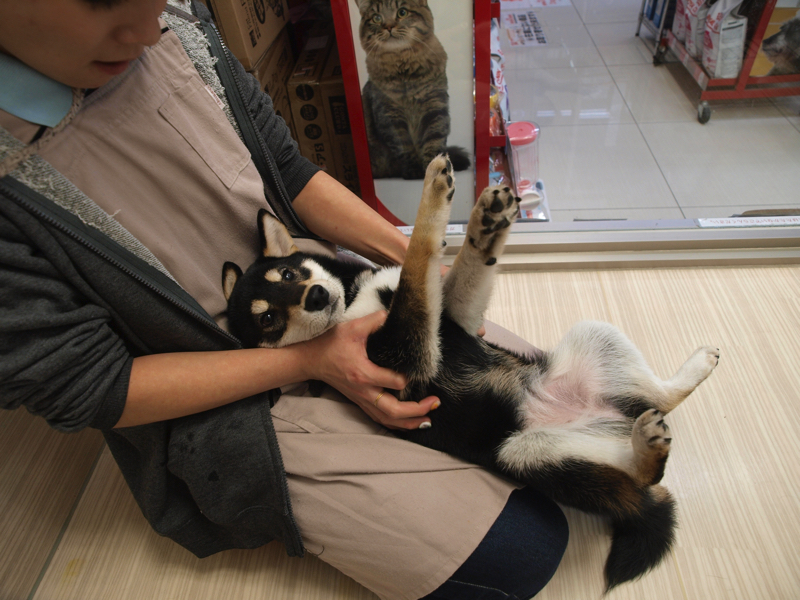 柴犬 ひっくり返しトレーニング - マルワン大倉山店