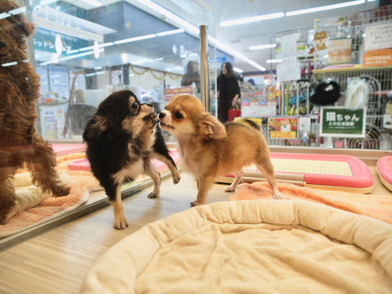 仲良しチワワ - マルワン大倉山店