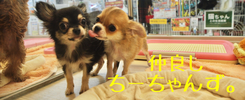 仲良しちーちゃんず - マルワン大倉山店