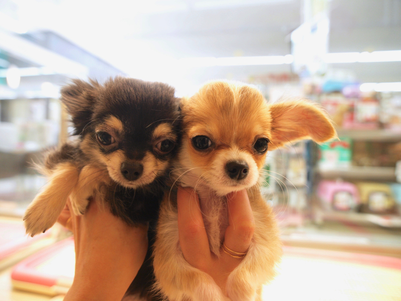 仲良しチワワ 抱っこ - マルワン大倉山店