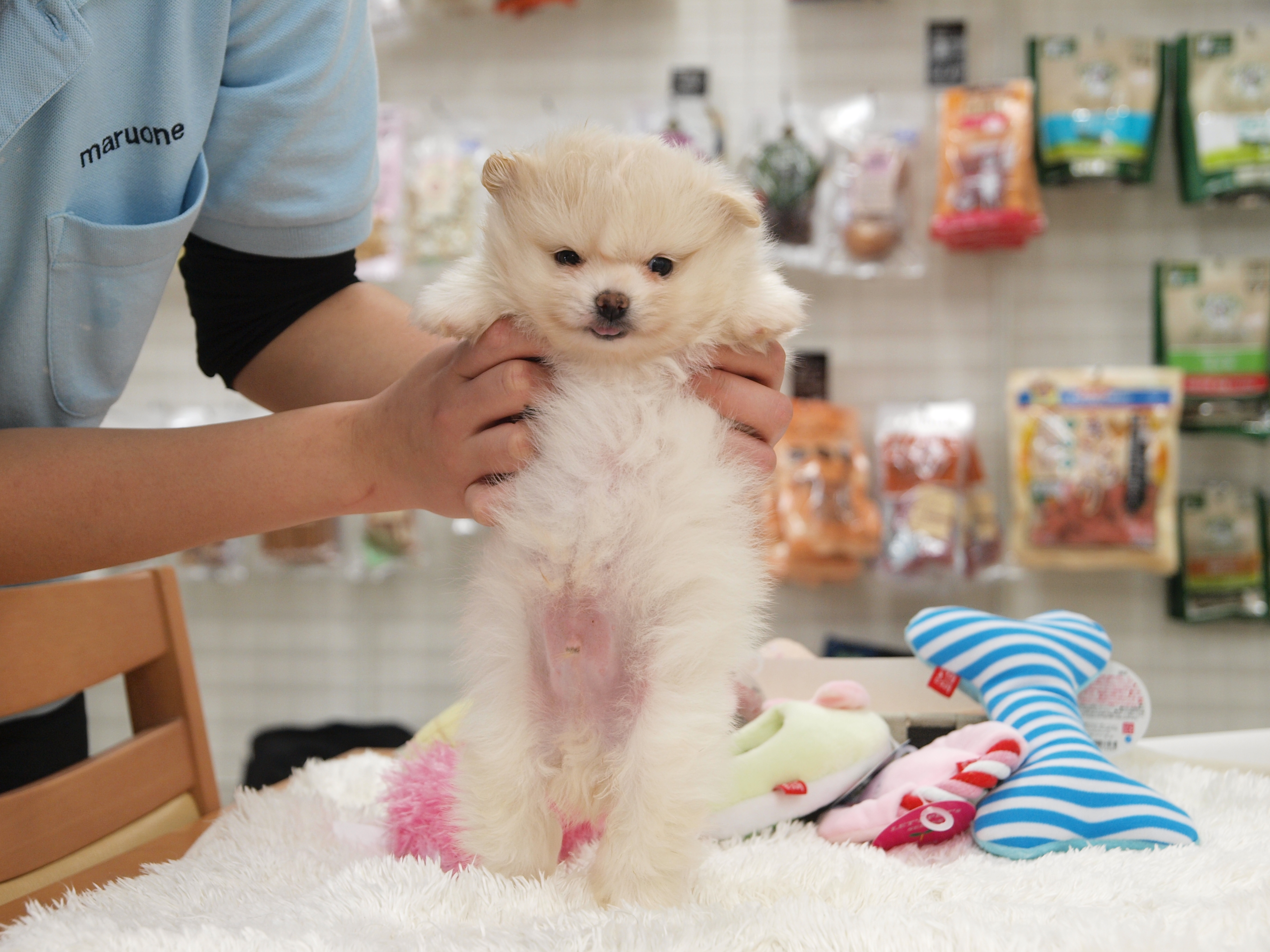 ポメラニアン 前を向いてパシャリ | マルワン白楽店