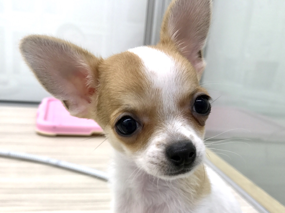 チワワ 真っ黒なお鼻と瞳 | マルワン本羽田店
