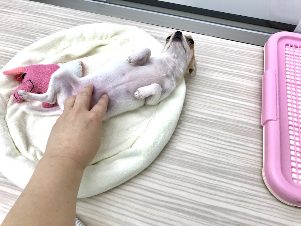 チワワ お腹出し仰向けポーズ | マルワン本羽田店