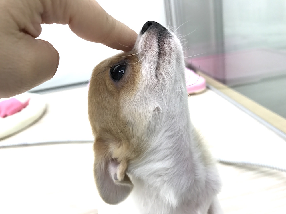 チワワ 究極甘えポーズ | マルワン本羽田店