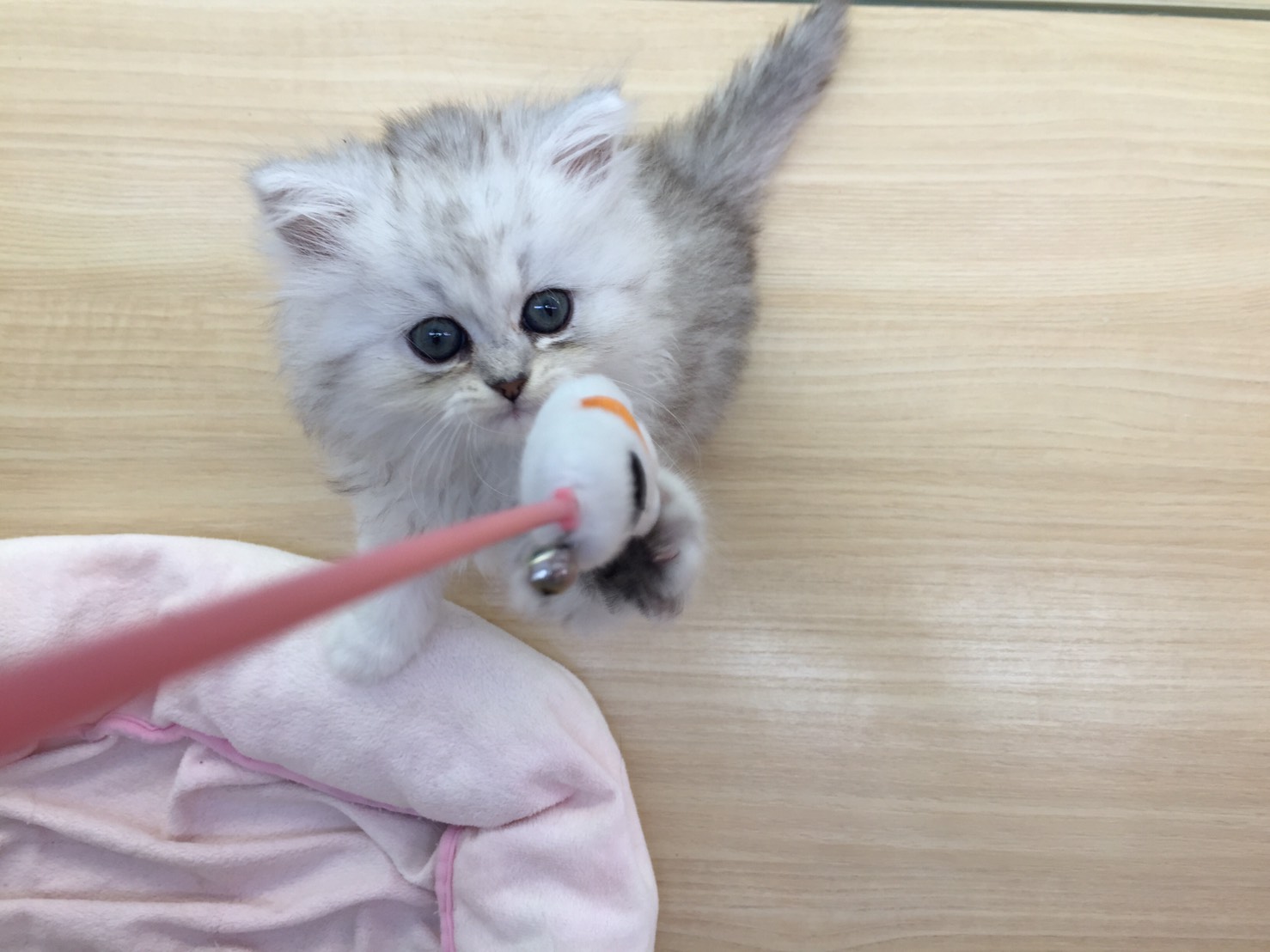 ペルシャ（914251）猫じゃらし - マルワン志村坂下店