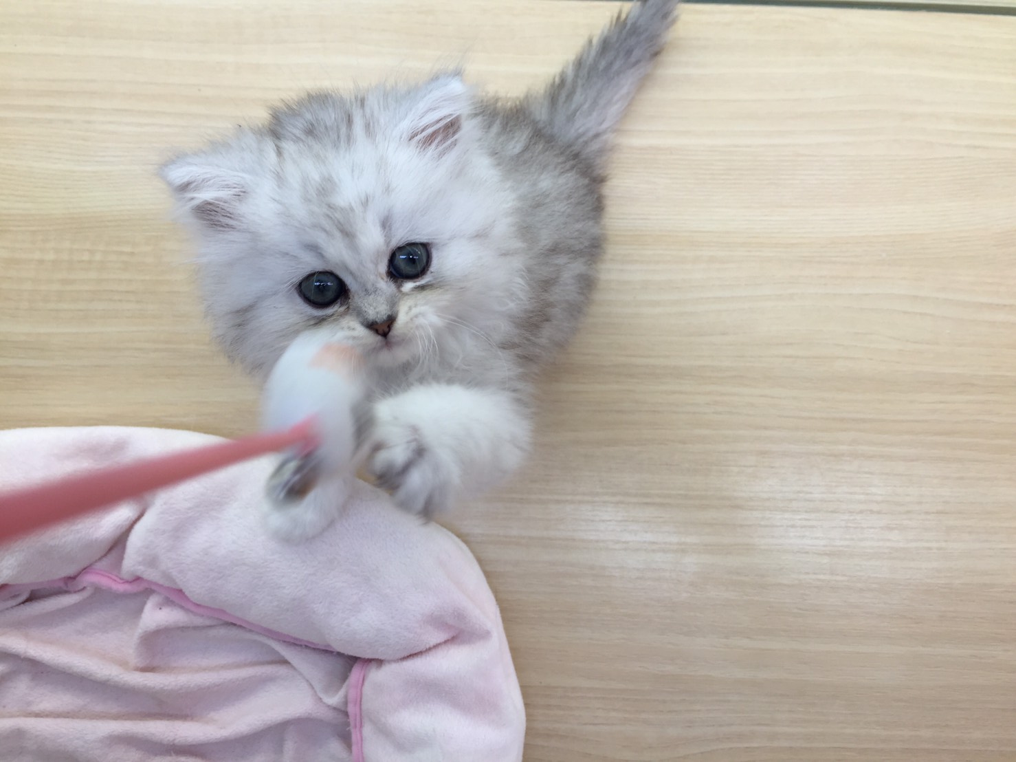 ペルシャ（914251）猫じゃらし2 - マルワン志村坂下店
