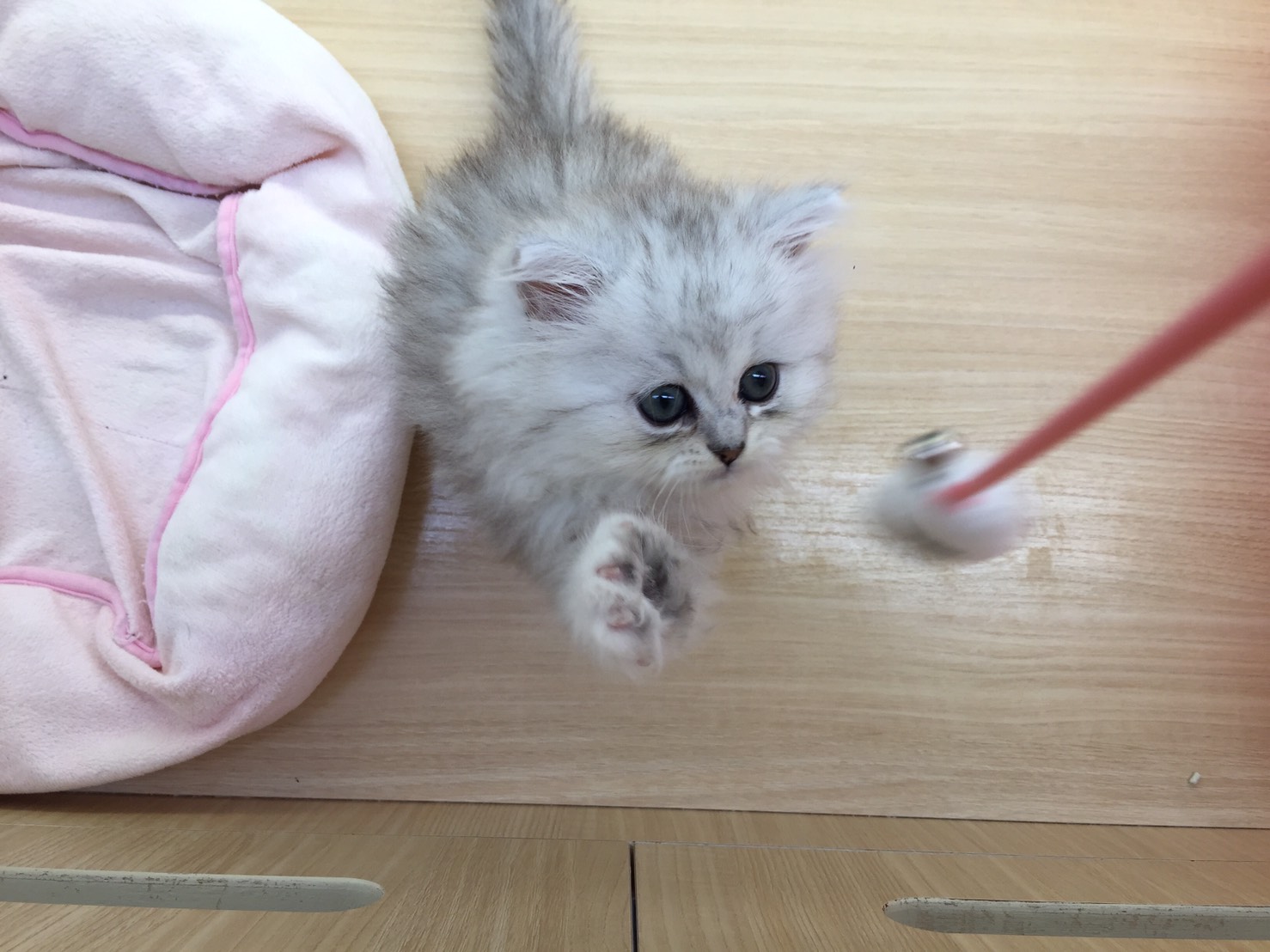 ペルシャ（914251）猫じゃらし3 - マルワン志村坂下店