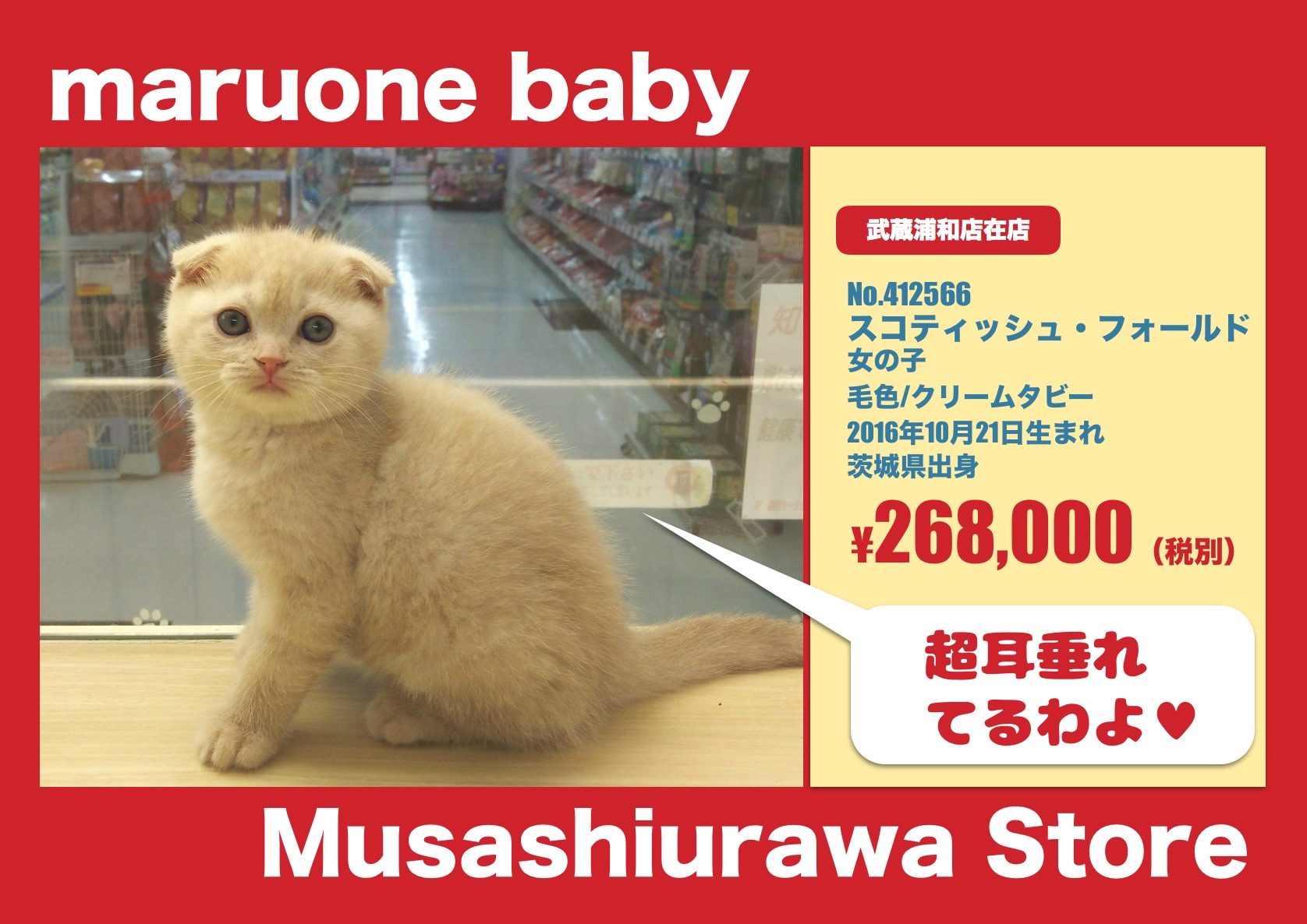 スコティッシュ・フォールド - マルワン武蔵浦和店