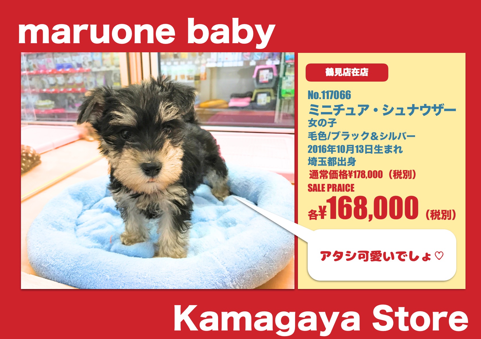 ミニチュア・シュナウザー - マルワン鎌ヶ谷店