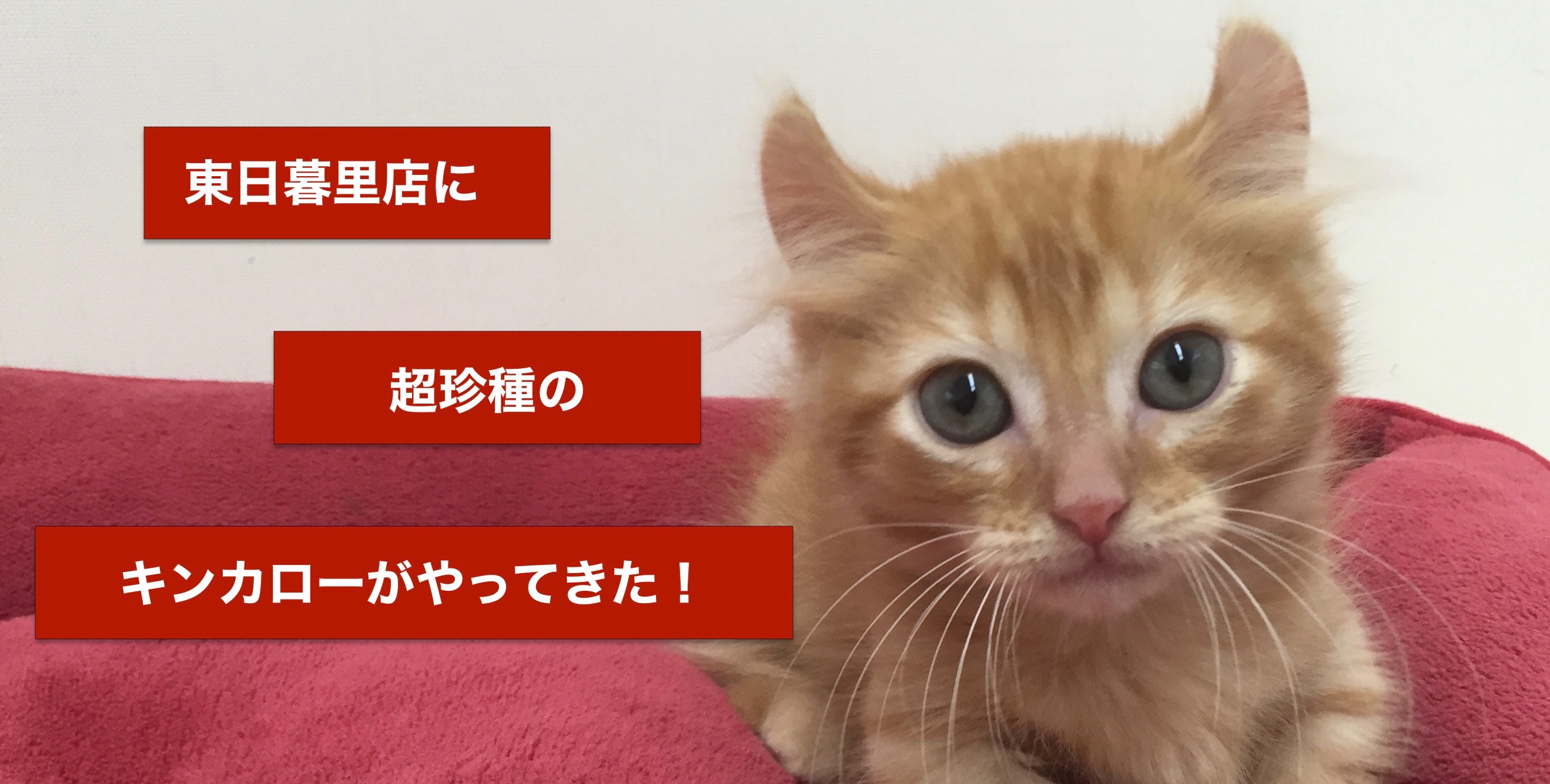 キンカロー - マルワン東日暮里店