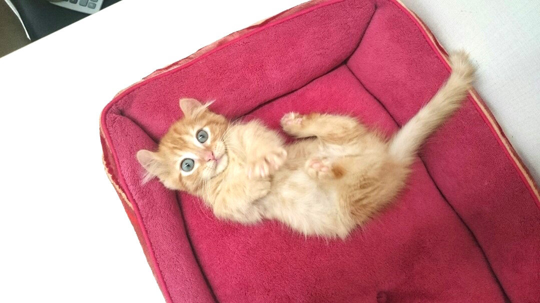 キンカローってどんな猫なの？ - マルワン東日暮里店