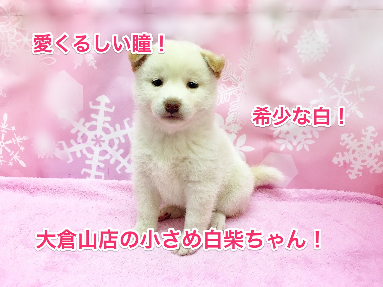 大倉山店No.6130522:タレ目の白い天使♡希少な白柴ちゃん♡