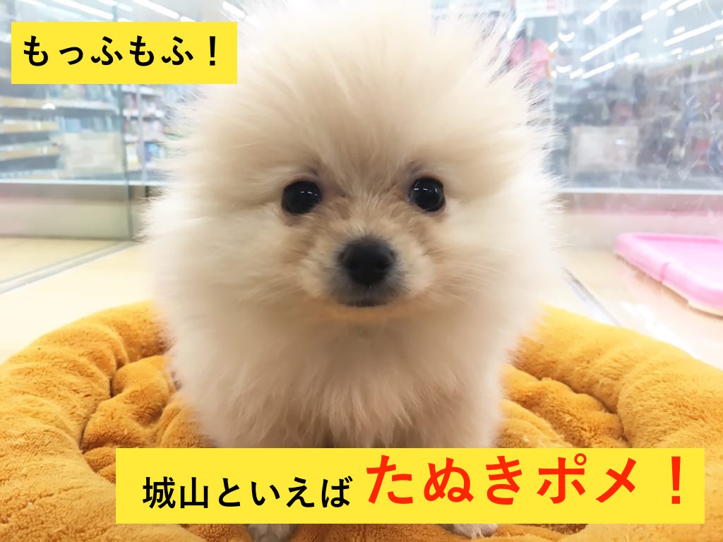 ポメラニアン - ペッツワン城山店