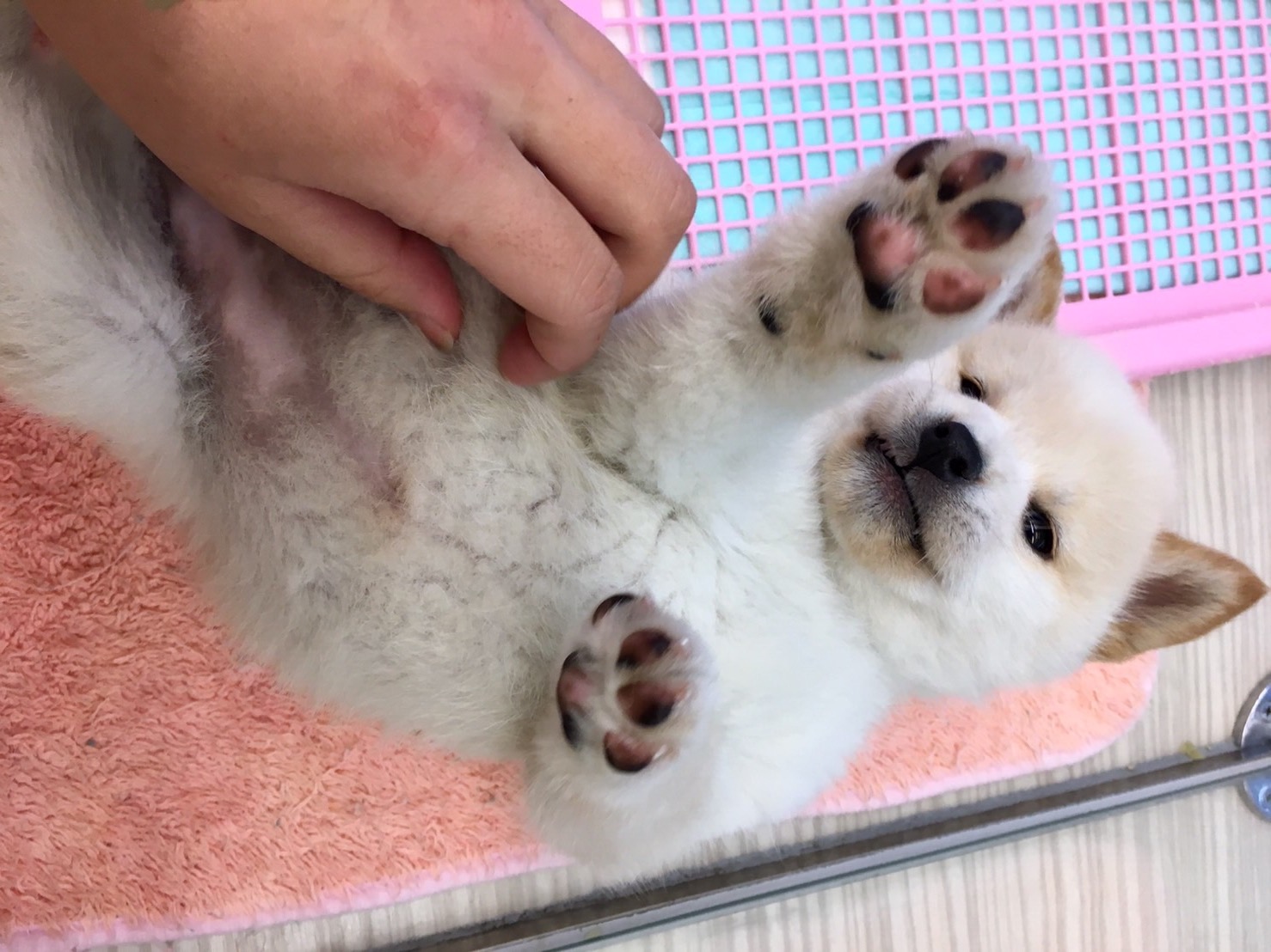 白柴 お腹こちょこちょ - マルワン大倉山店