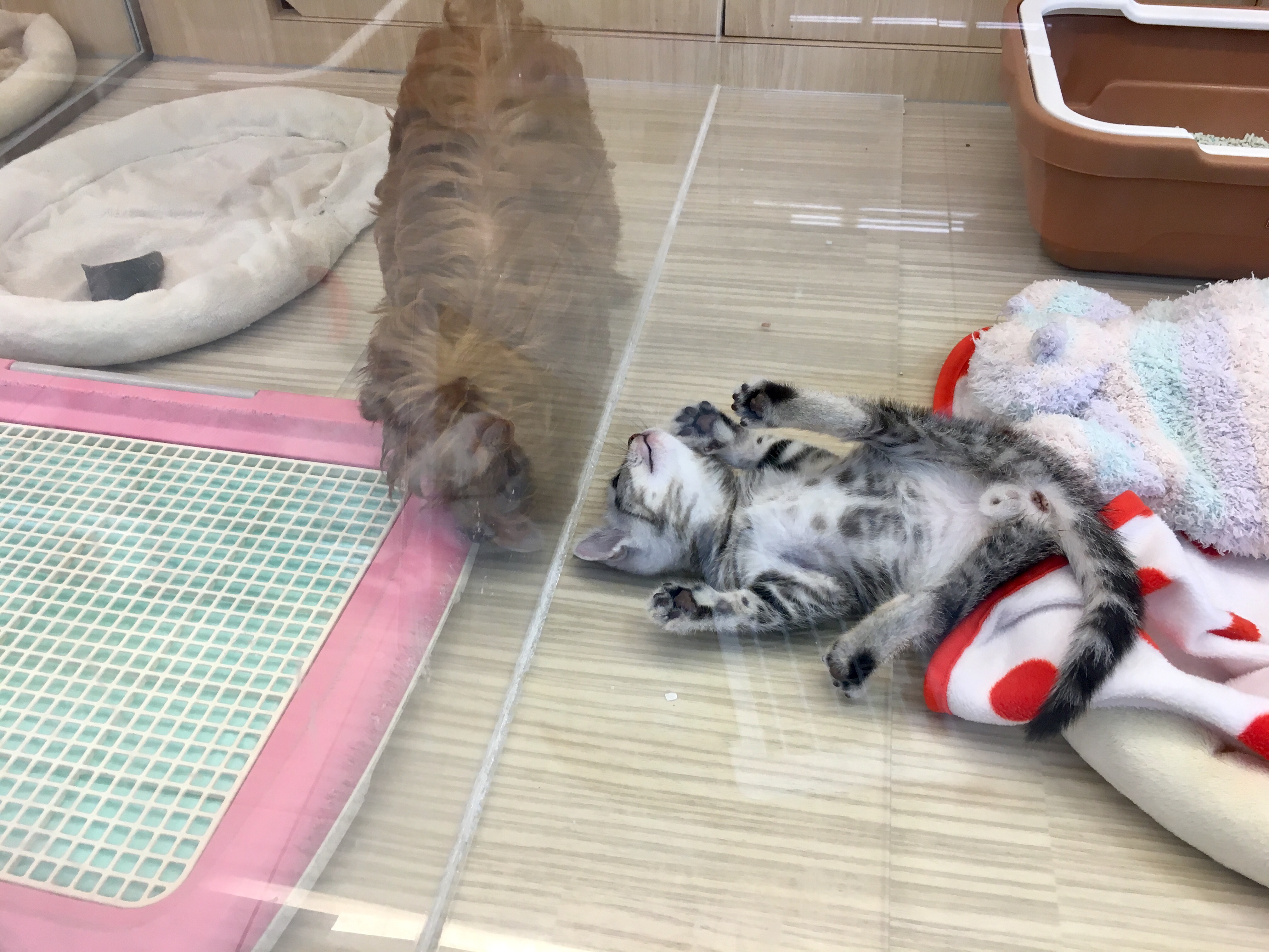 アメリカンショートヘア ぱっかーーーーーーーーーーーん☆ - マルワン大倉山店