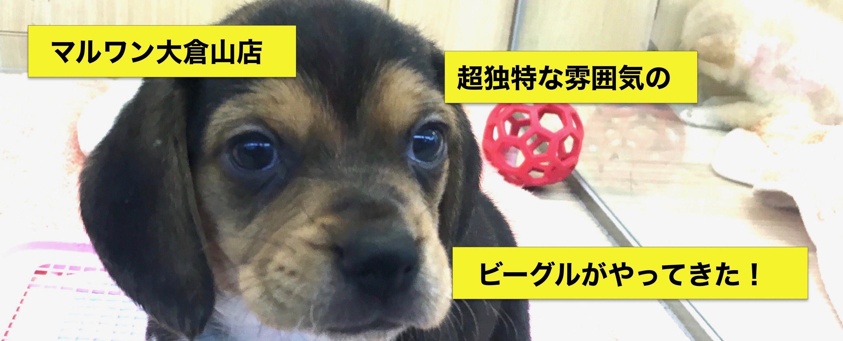 人気キャラクターで愛されるビーグルちゃん♥ - マルワン大倉山店