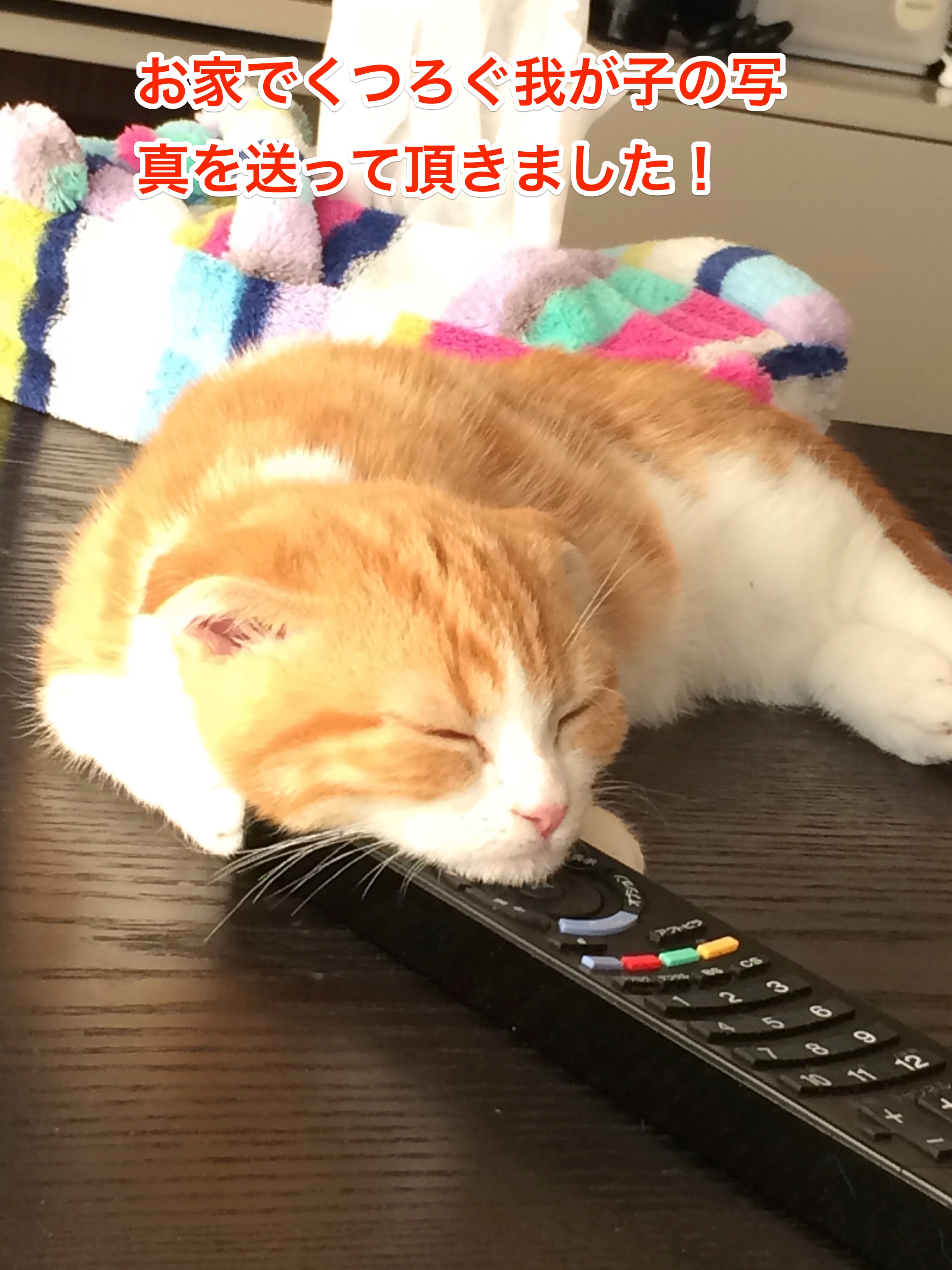 送っていただいた写真①
