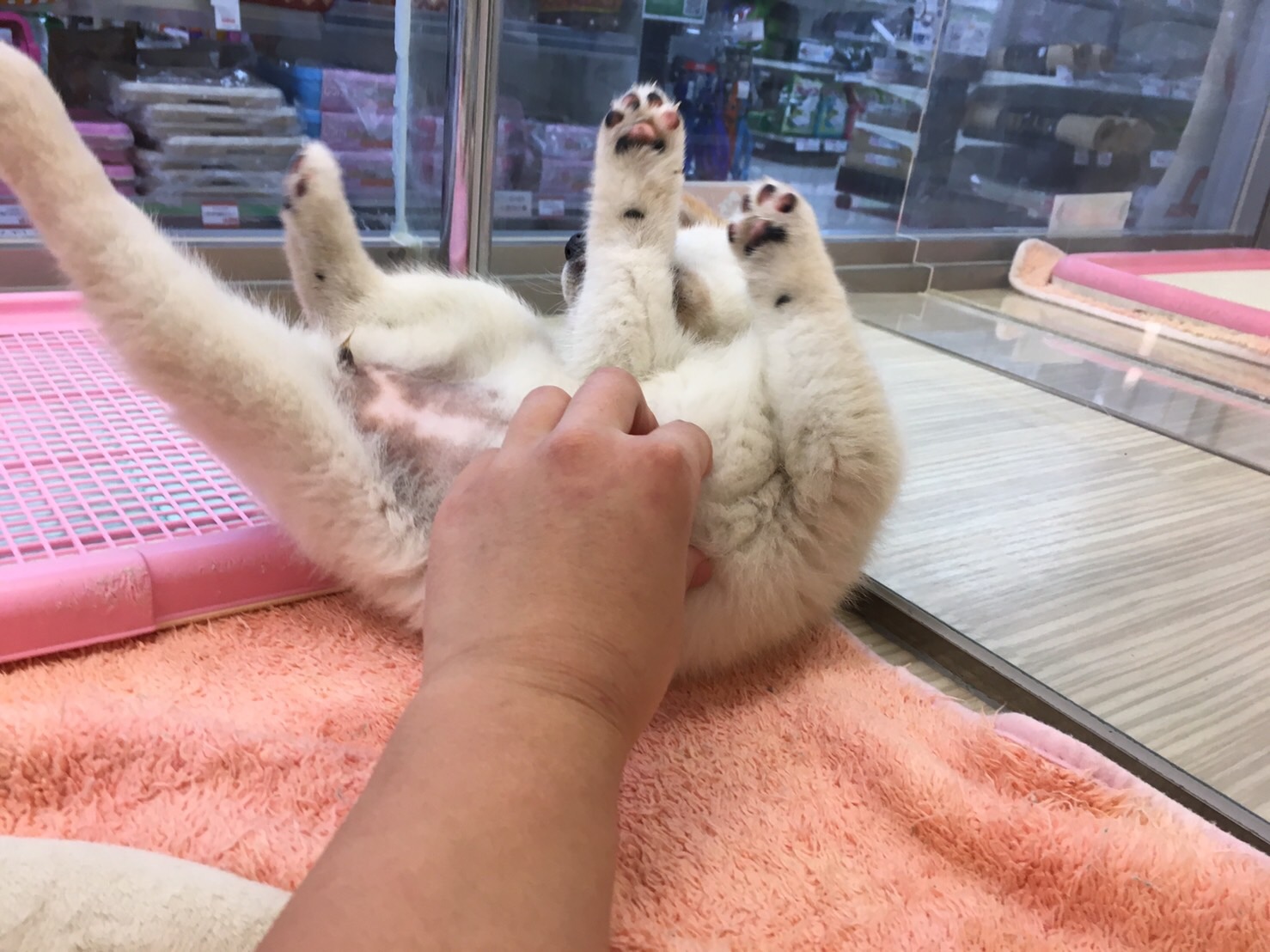 白柴 ごろんごろ〜ん - マルワン大倉山店