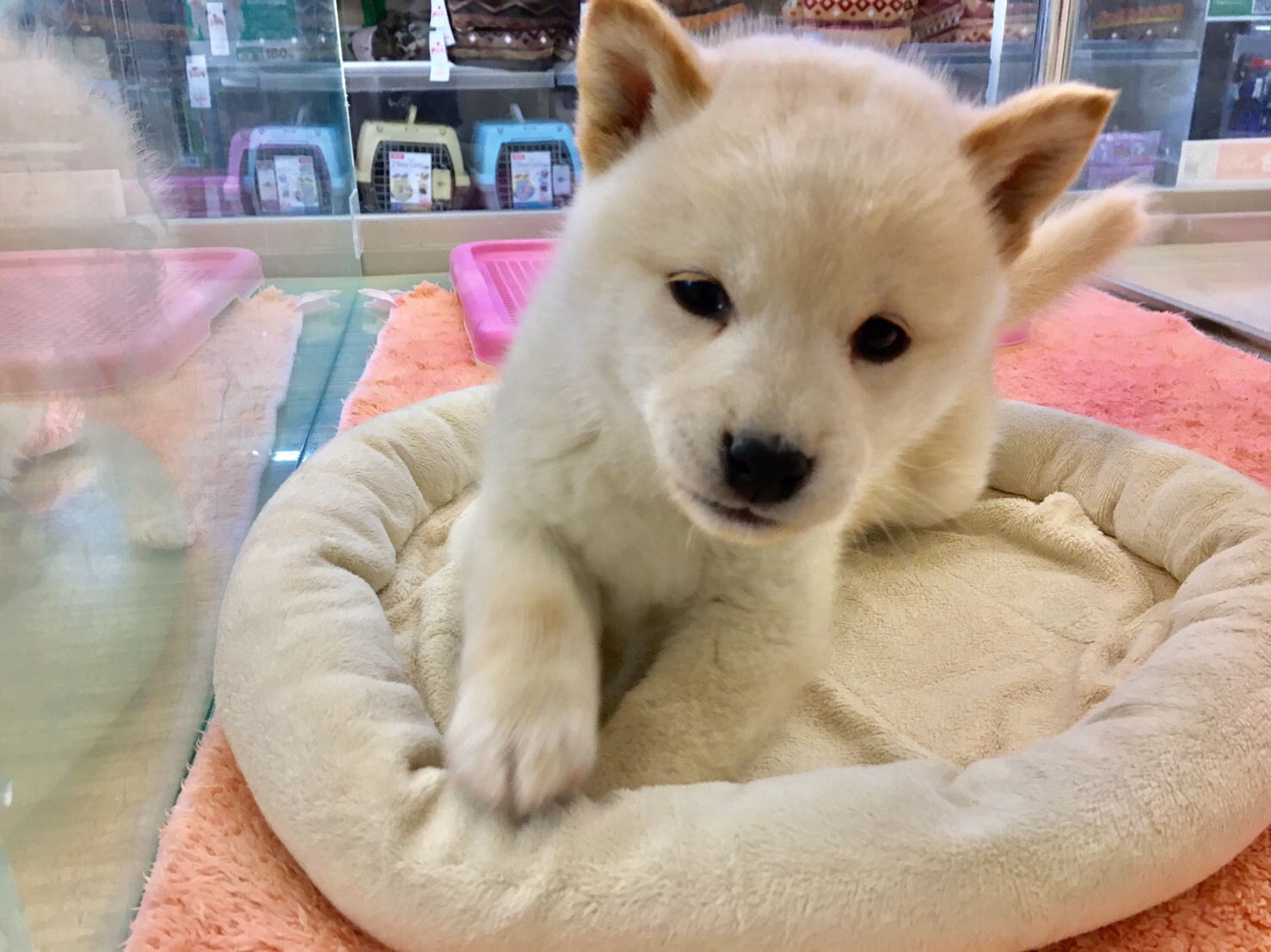 白柴 独特の子犬の匂い - マルワン大倉山店