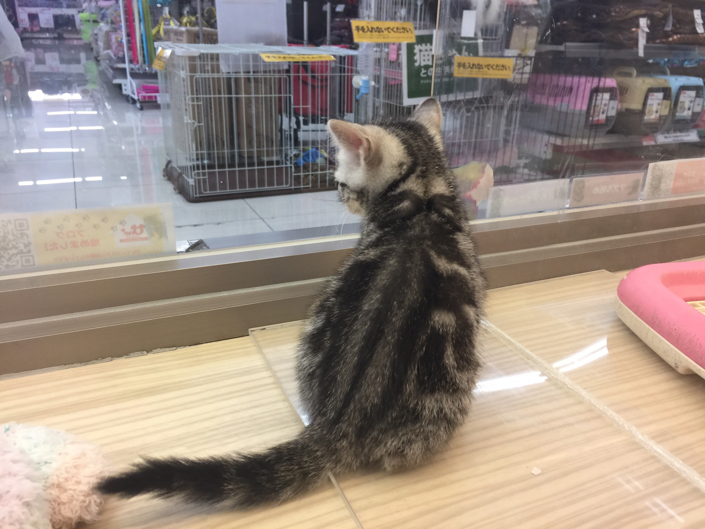 アメリカンショートヘア 縞模様 - マルワン大倉山店