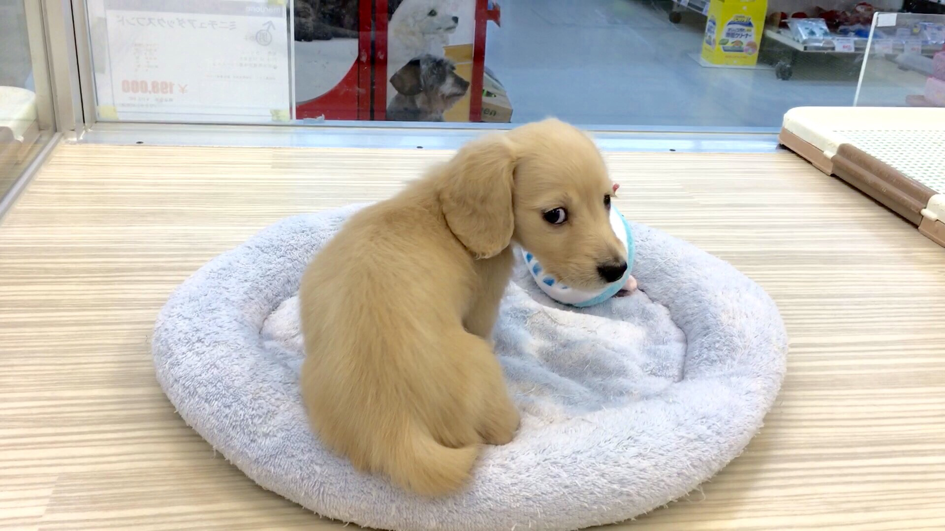 ミニチュア・ダックスフント 鮮やかな毛並 - マルワン鶴見店