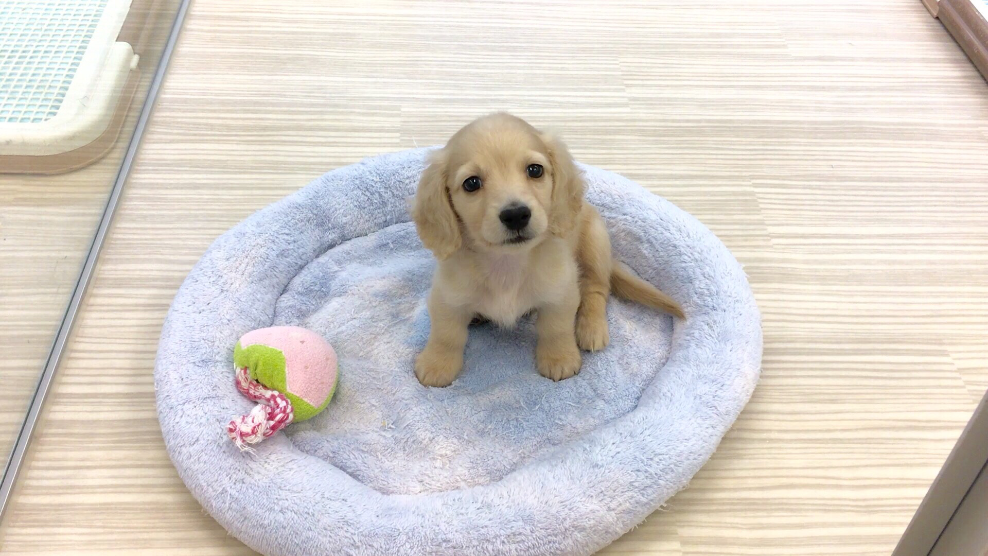 ミニチュア・ダックスフント 飼育環境 - マルワン鶴見店
