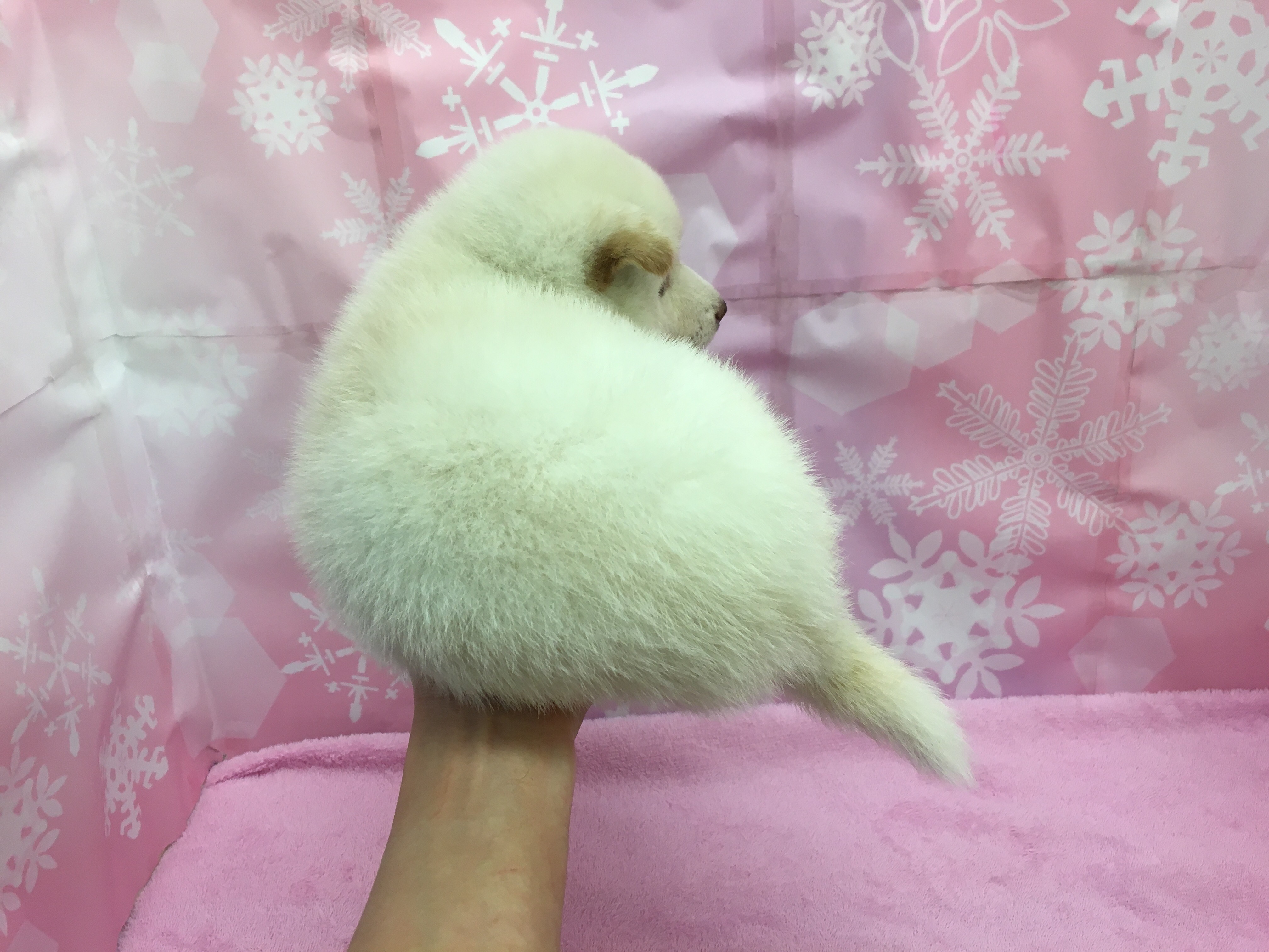 白柴 むちむちなバックショット - マルワン大倉山店