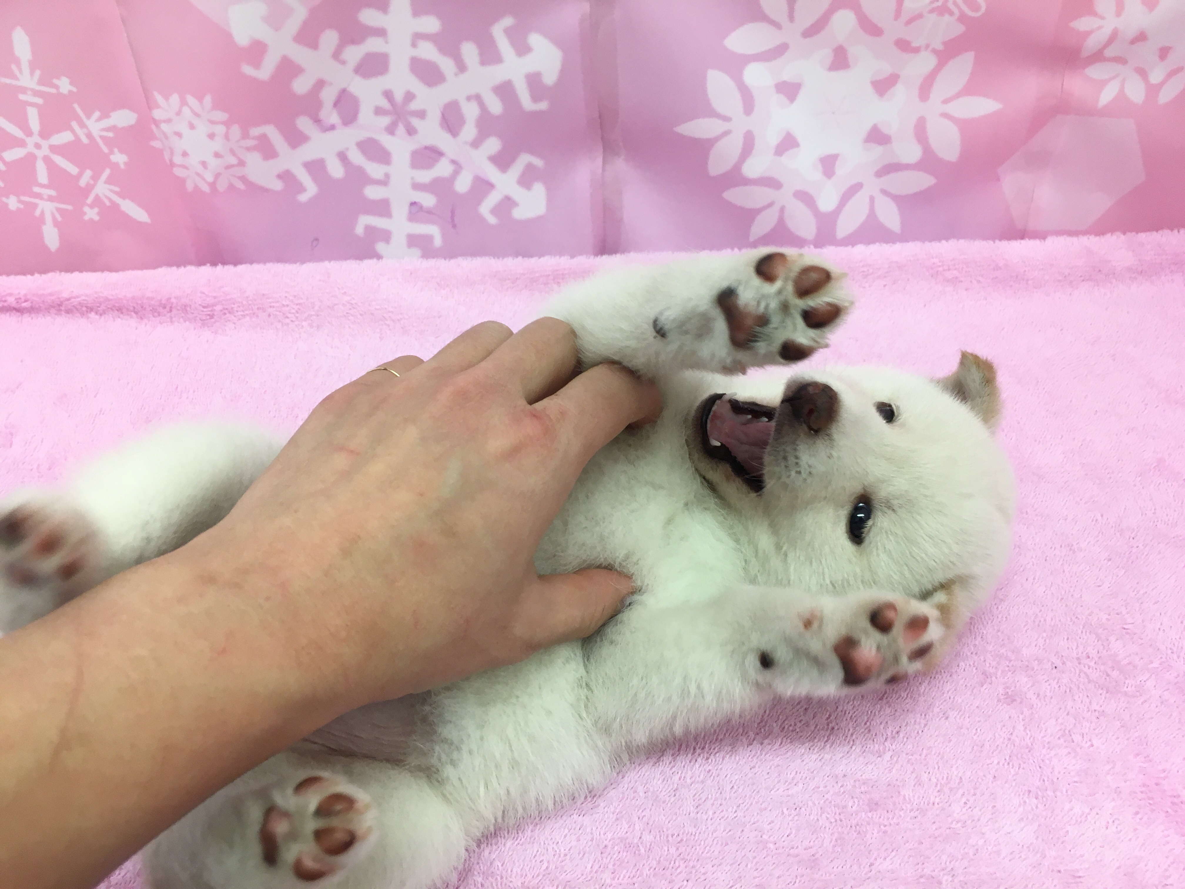 白柴 子犬ならではのもふもふ感 - マルワン大倉山店