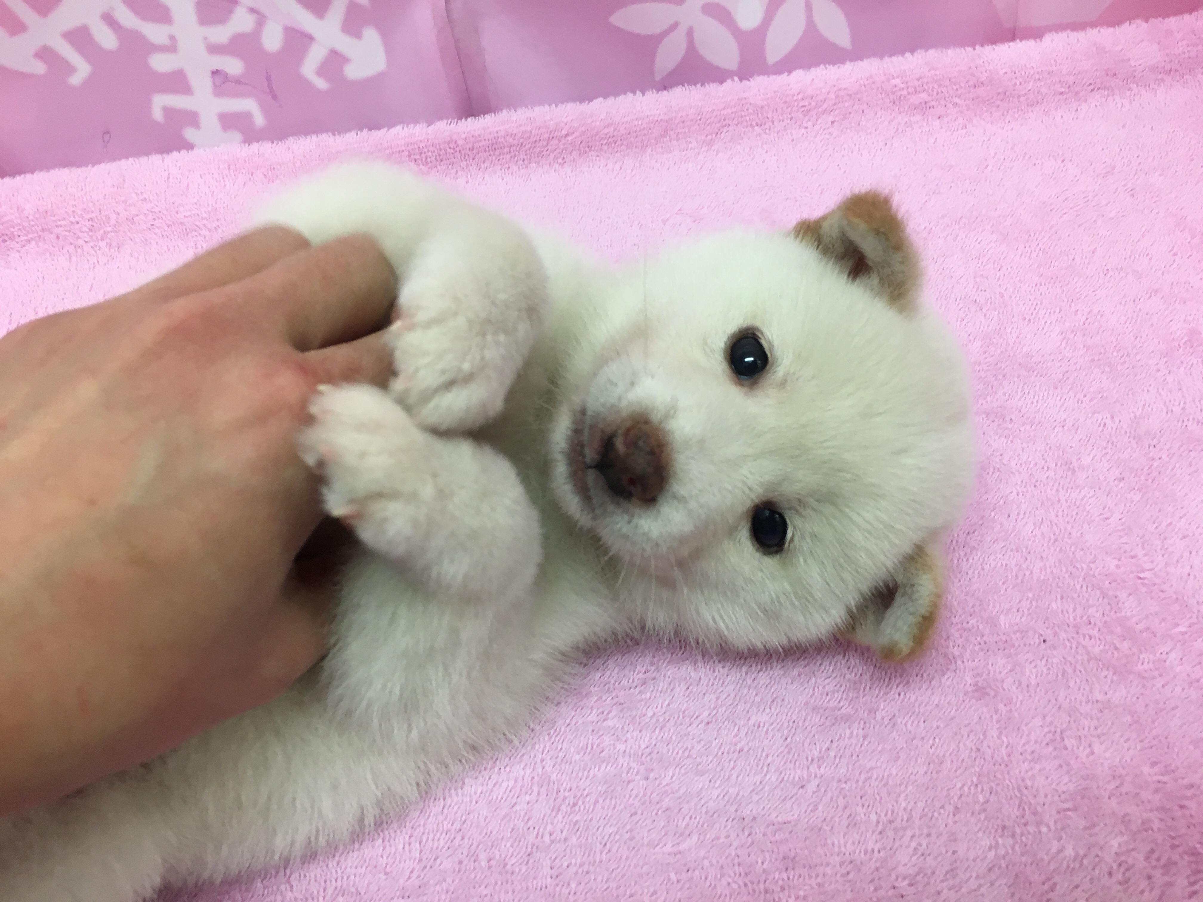 白柴 白柴ちゃんと遊んでみよう！ - マルワン大倉山店