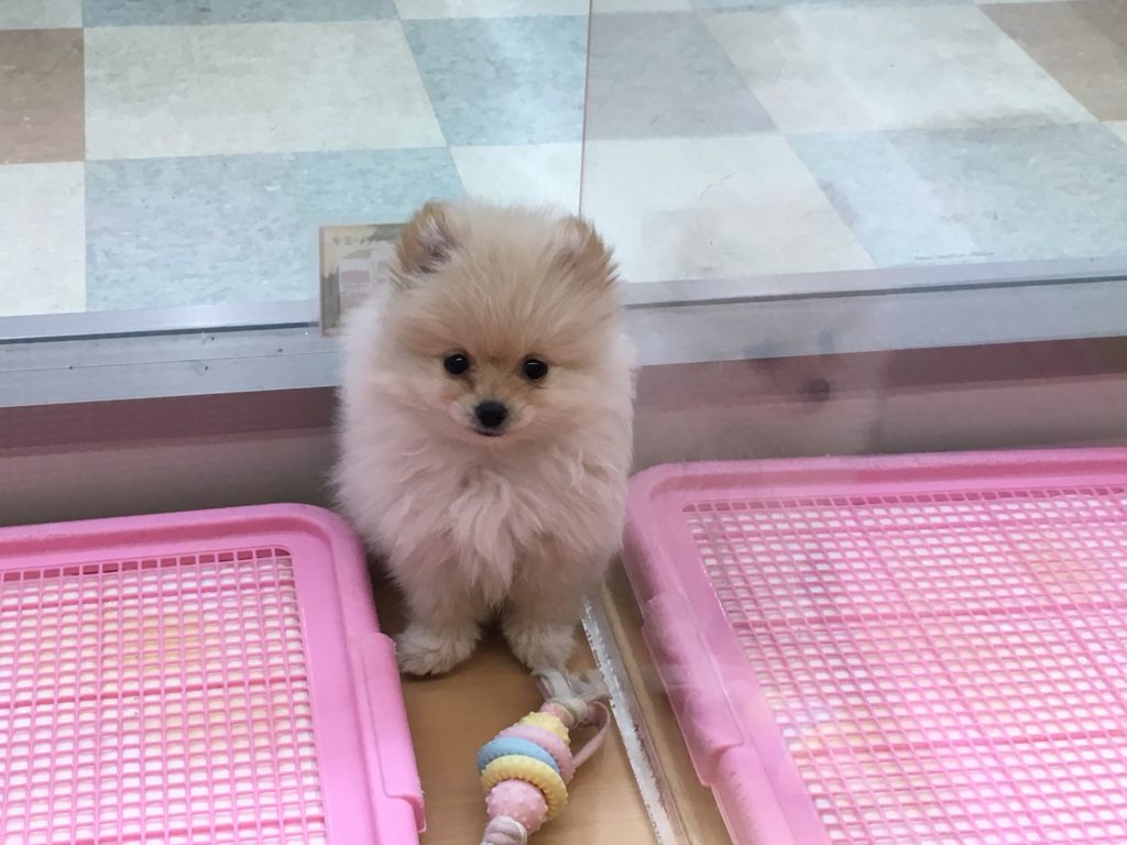 ポメラニアン 私を見上げる白タヌキ - ペッツワン城山店
