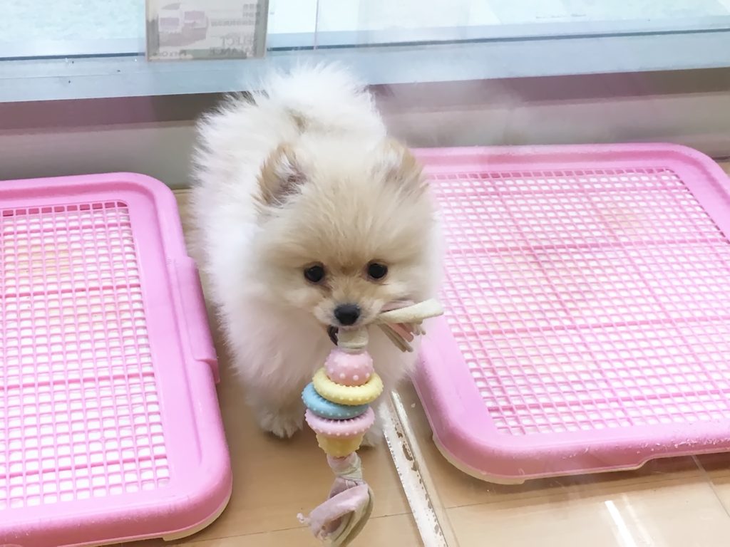 ポメラニアン おねだりポーズ - ペッツワン城山店