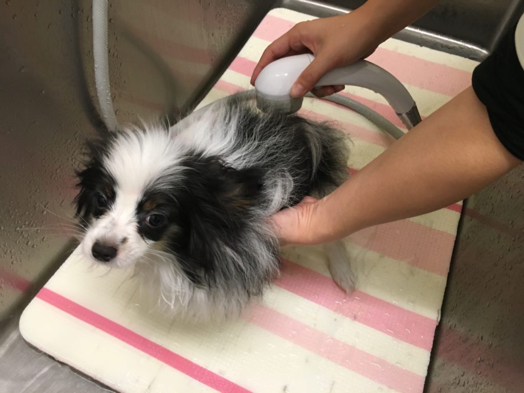 シャワータイム