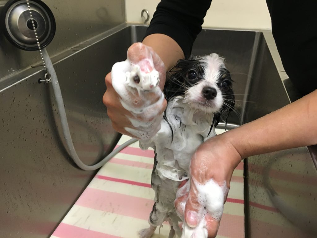 肉球