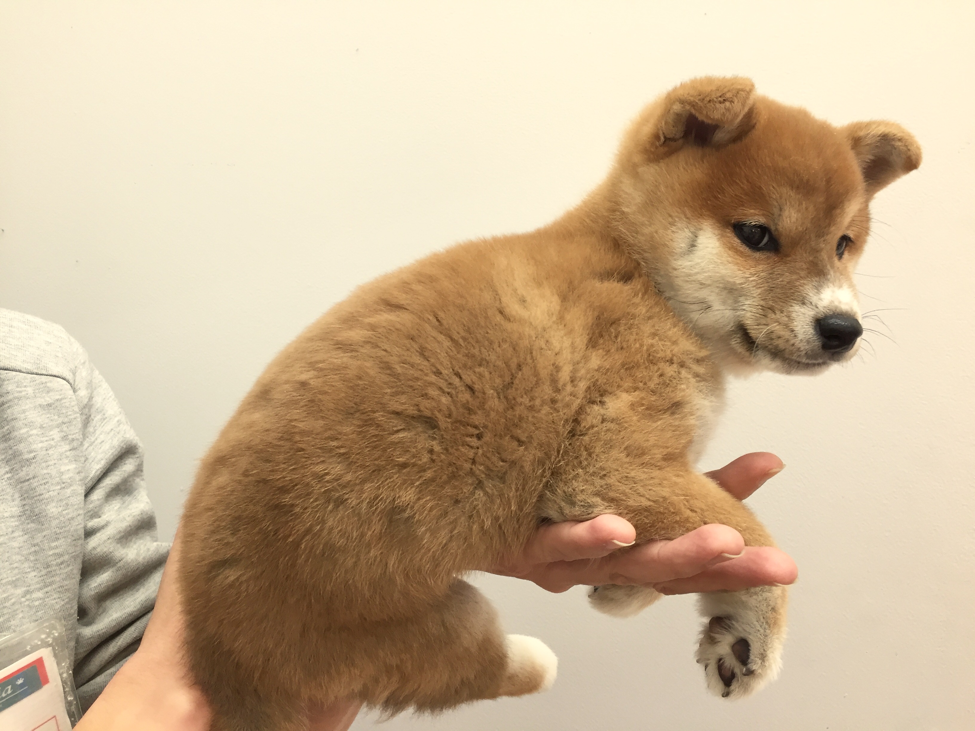 柴犬 横画像 - マルワン下丸子店