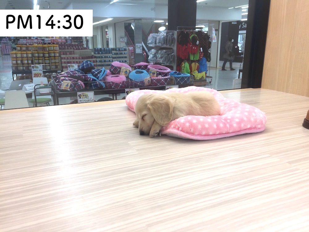 ミニチュア・ダックスフント PM14:30 - マルワン今宿店