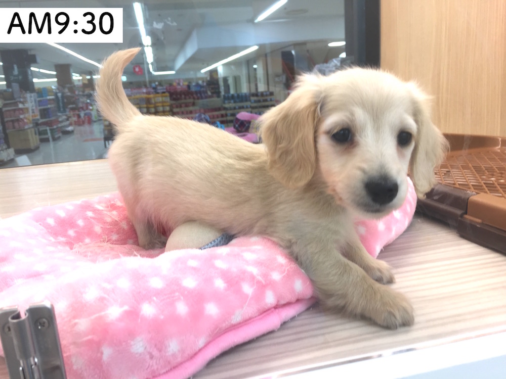 ミニチュア・ダックスフント AM9:30 - マルワン今宿店